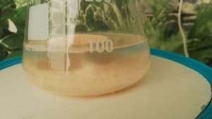 Как размножить пивные дрожжи,стартер для сусла.