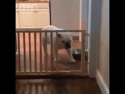 Невероятно сообразительный пес! смотреть онлайн