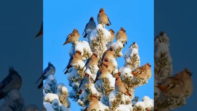 акуна-матата (ожидание праздника