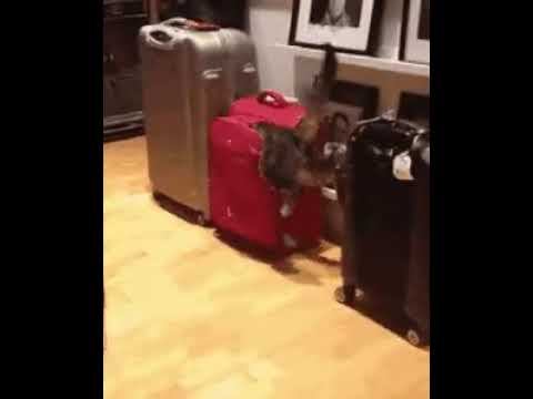 Никуда Вы без меня не поедите! смотреть онлайн