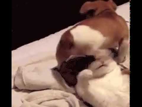 Без комментариев... смотреть онлайн