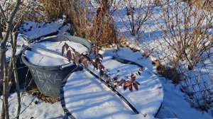 Ошибки при выращивании голубики