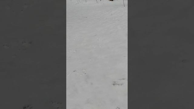 дикие обитатели.mp4 смотреть онлайн