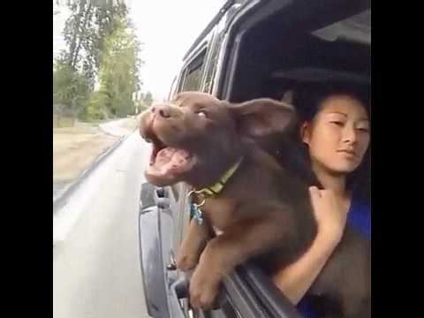 Свобода!Свежий воздух! смотреть онлайн