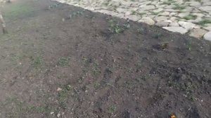 14,15 марта 2025г.Посадила оставшуюся картошку, запустила пруд.