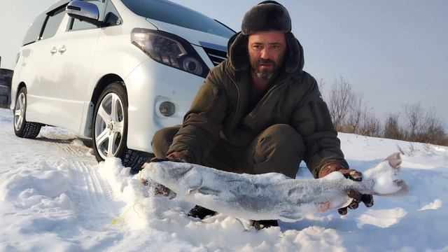 Таймень за 8кг. Сработал на живца. Река Зея. Благовещенск. Амурская область смотреть онлайн