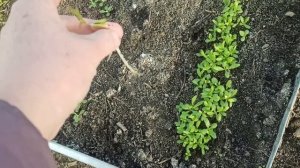 13 апреля 2025 г. Обзор участка после заморозков.