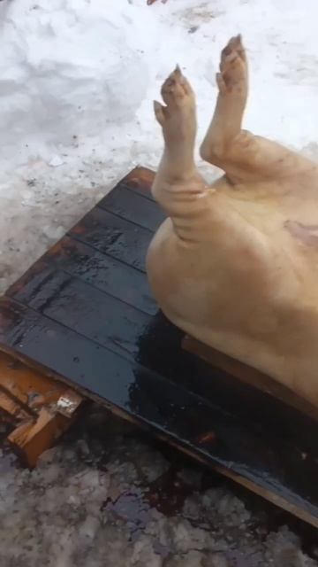 Поросёнок был куплен 7мес назад, возраст 8,5 мес. Кормление всем подряд