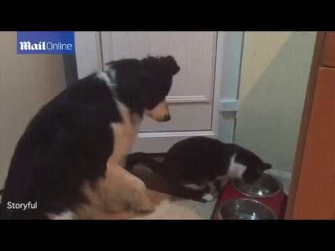 Невероятно вежливый пес! смотреть онлайн