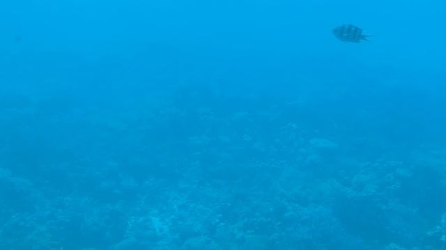 Кораллы смотреть онлайн