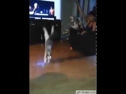 Диско-кот смотреть онлайн