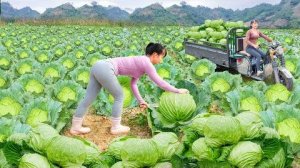 Сбор урожая капусты на ферме. Используйте грузовик, чтобы перевезти много капусты на продажу.