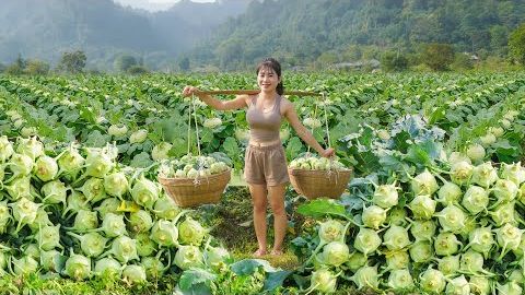 Сбор урожая кольраби на зелёной ферме, продажа на деревенском рынке. смотреть онлайн