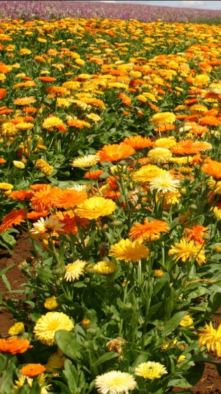 ЗАЩИТА ОТ ФИТОФТОРЫ. Лучший сидерат для картофеля и томатов.