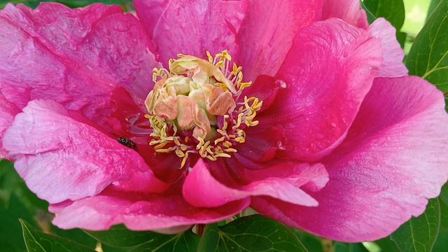 Пион древовидный ПЕРЕСОРТ должен быть Коралловый Алтарь (Shan Hu Tai) 12.06.2025 от Поиск