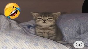 🐕 Лучшие смешные видео с животными для отличного настроения! 🐈 Вы будете смеяться! 😺