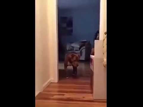 Невероятно осторожный пес! Это надо видеть! смотреть онлайн