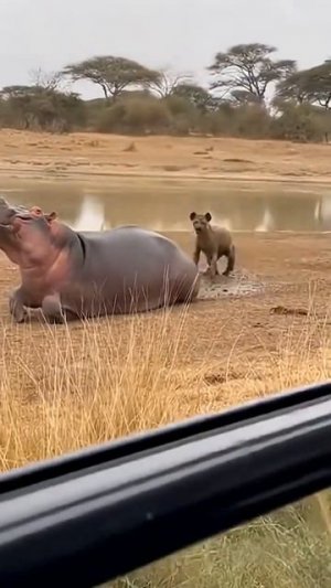Не удалось покушать гиене бегемота