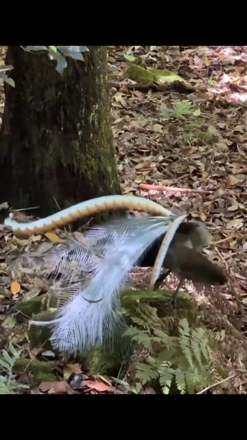 Птица-лира😲 смотреть онлайн