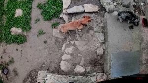 17,18 июня 2025г. Дожди не дают работать)