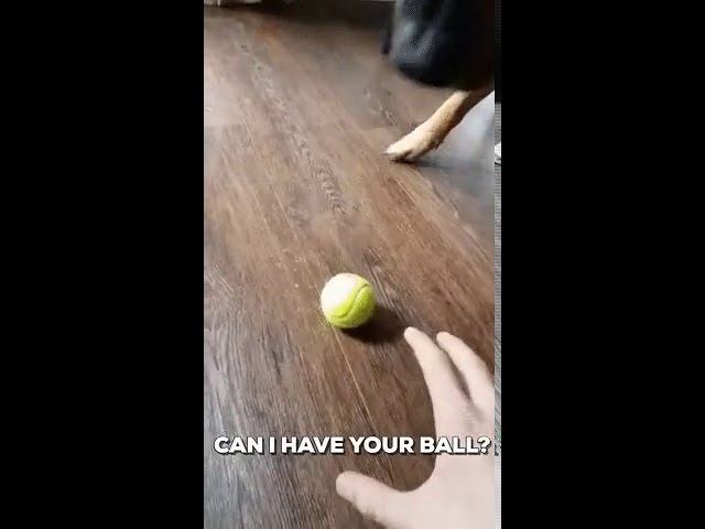 Супер умный пес! смотреть онлайн