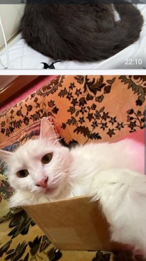 самые смешные коты на планете
