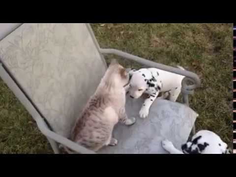 Невероятно позитивное видео, такие игривые щенятки! смотреть онлайн