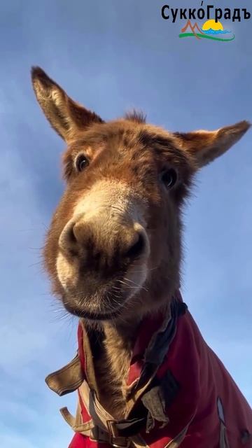 По календарю зима - одевай шубу😍 смотреть онлайн