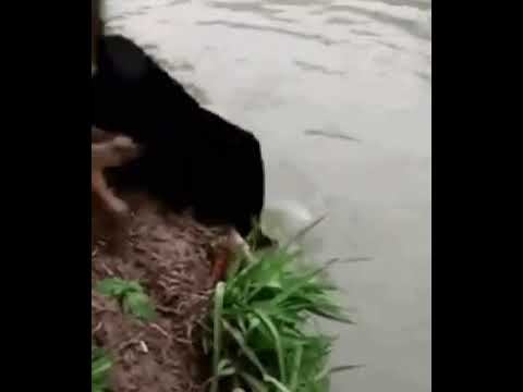 Вот это везение! Смотрите и удивляйтесь! смотреть онлайн