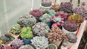 Обзор без прикрас, мороз в -7С на юге, замерзли растения в теплице