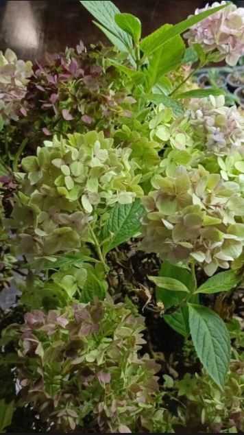 На среднем Урале гортензии хорошо растут смотреть онлайн