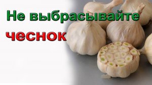 Не выбрасывайте чеснок!