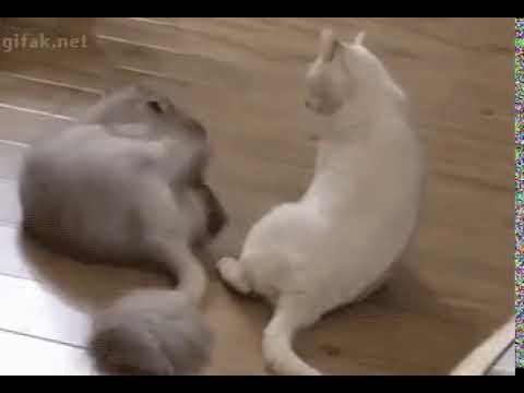 Не люблю туфли на плоской подошве...где мои каблуки? смотреть онлайн