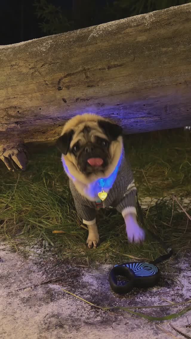 ДЖОНИ СБЕЖАЛ ОТ НАС В ЛЕСУ 😭 смотреть онлайн