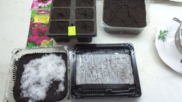 ПЕТУНИЯ. ПОСЕВ СЕМЯН НА ПЕЛЕНКУ. 2022 год. смотреть онлайн