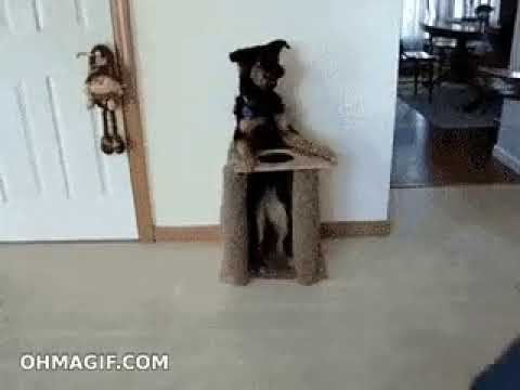 Невероятное изобретение! Невероятная дрессировка! смотреть онлайн