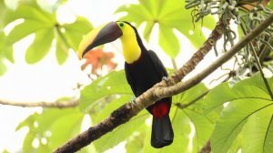 тукан живёт в джунглях