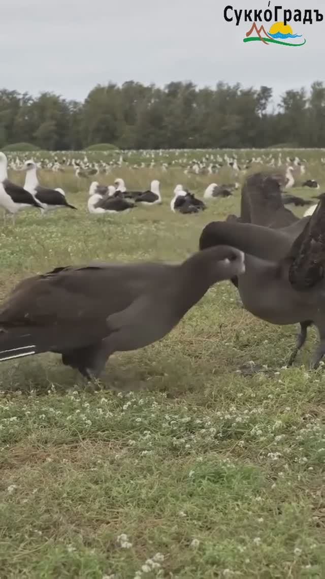 Черноногие альбатросы🤣 смотреть онлайн