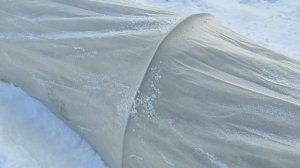 Розы в саду. Как сделать так, чтобы укрытия для роз не сломались?  #розы #укрытиероз #зимовкароз