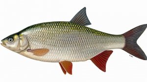 Я ПОИГРАЛ ВО ВСЕ РЫБАЛКИ В ЯНДЕКС ИГРАХ