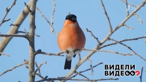 Ос его знает: как подкормить птиц в зимний период. Видели видео? Фрагмент выпуска от 28.12.2025
