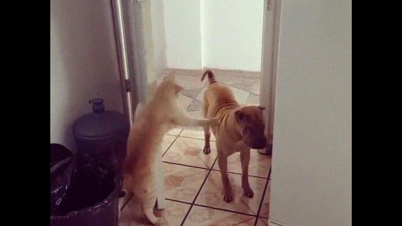 Кот нашел способ, как не запустить пса! Посмотрите обязательно! смотреть онлайн