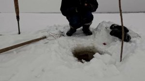 Проверка удочек. 26 день. Язь на силикон.