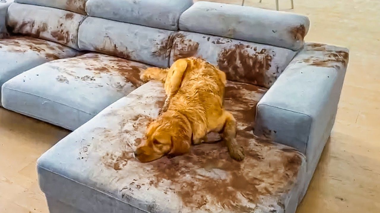 ТАЙНАЯ ЖИЗНЬ ДОМАШНИХ ЖИВОТНЫХ, СНЯТАЯ НА КАМЕРУ смотреть онлайн