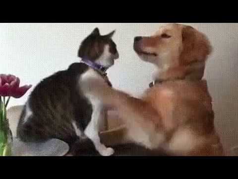 Невероятная дружба кота и собаки! смотреть онлайн