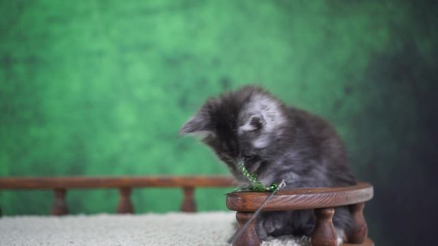 Wolf 1,5 месяца смотреть онлайн