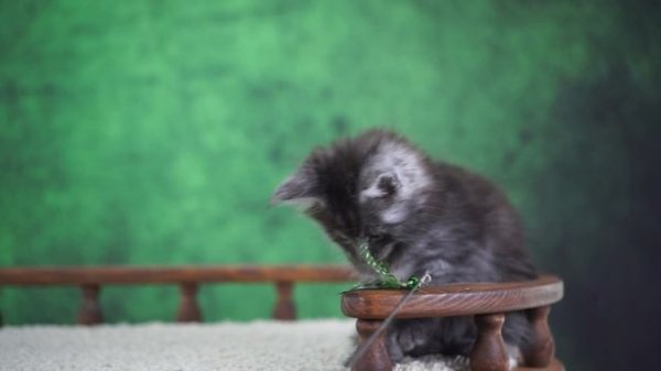 Wolf 1,5 месяца