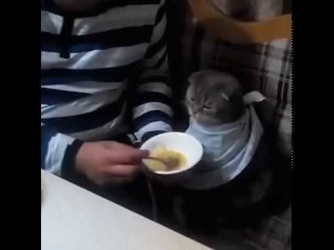 Детский сад...котика смотреть онлайн