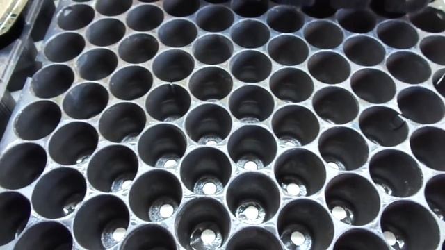 ПЕТУНИЯ. ГОТОВЛЮ ТАРУ ДЛЯ ПОСЕВА. 2022 год. смотреть онлайн