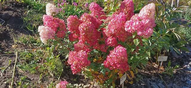 Пробежка по даче Колягино 27.09.2025 - 1